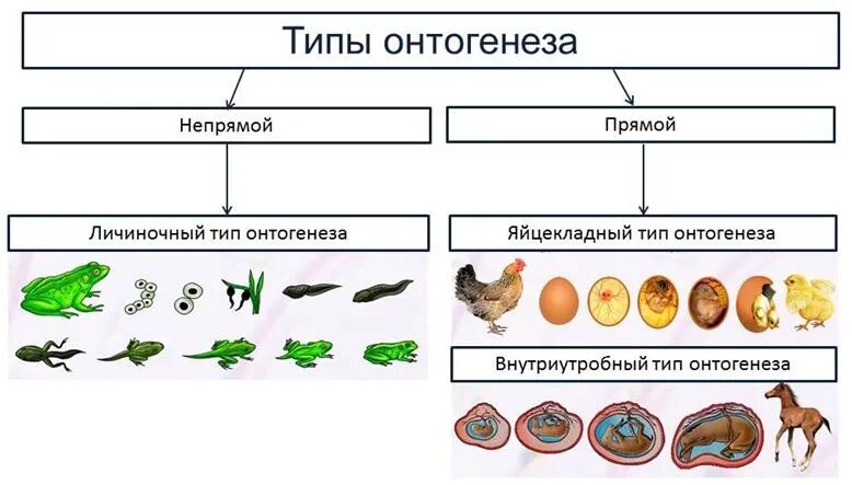 3 этапа онтогенеза. Непрямой личиночный Тип онтогенеза. Типы развития личиночный яйцекладный внутриутробный. Типы онтогенеза Непрямое развитие. Онтогенез человека личиночный Тип.