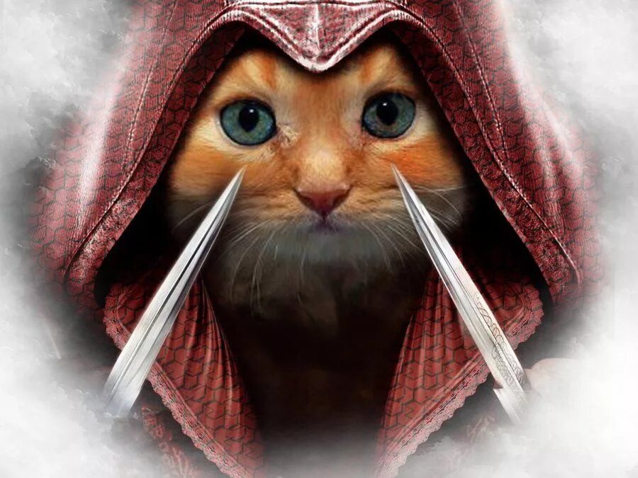 Overwatch but Instead of People They are Cats Overwatch cats, Overwatch funny, O