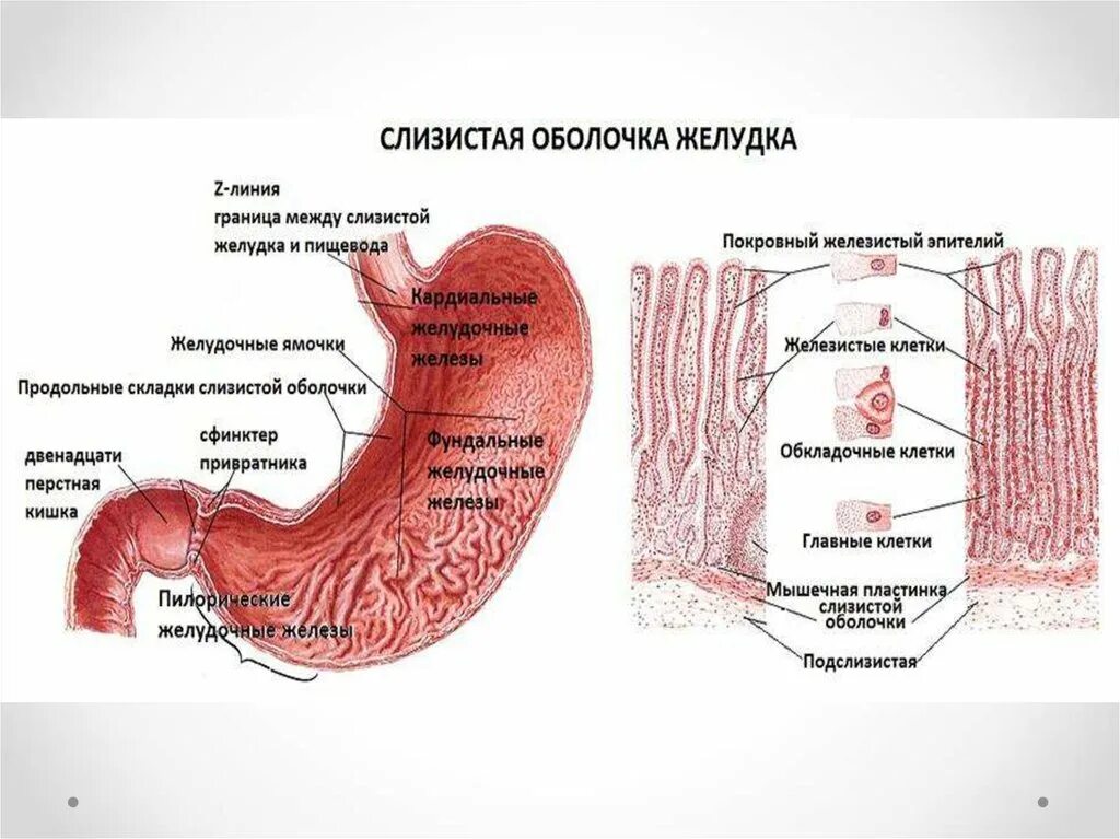 В пищеводе железы расположены в. Слизистая оболочка желудка строение. Строение слизистой оболочки желудка. Строение слизистой оболочки ЖКТ. Оболочки стенки желудка анатомия.