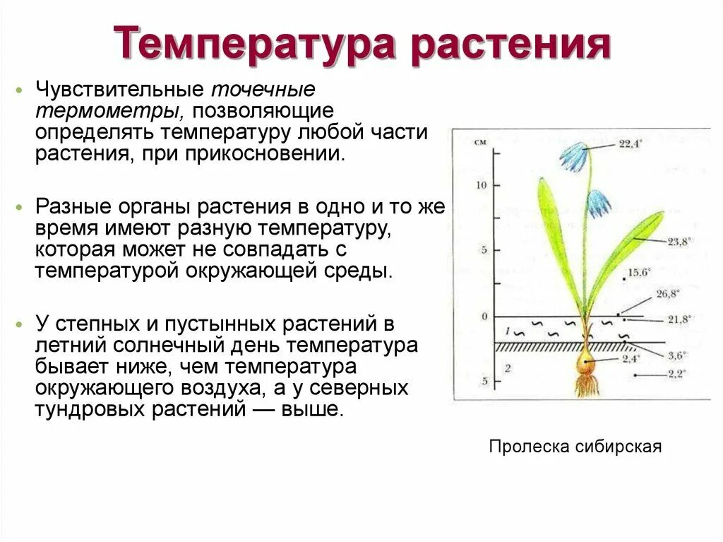 В чем особенность процесса роста у растений. Температура тела растений. Температура для растений. Температурный режим для комнатных растений. Влияние температуры на растения.