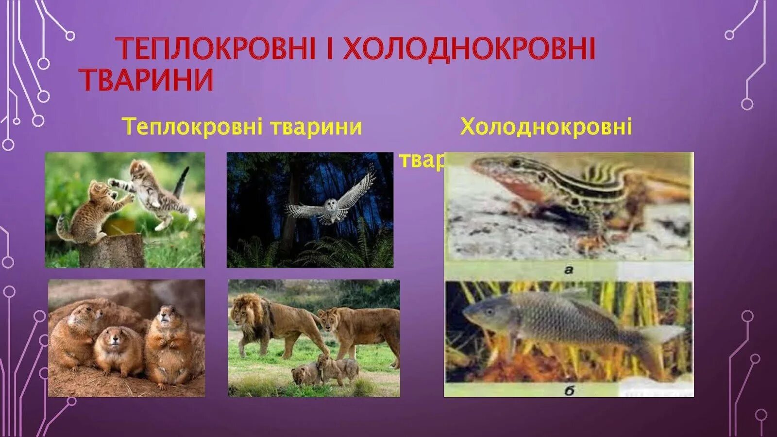 5 теплокровных животных. Теплокровні тварини. теплокровные и холоднокровные животные примеры животных. теплокровные и холоднокровные организмы. теплокровность характерна для.