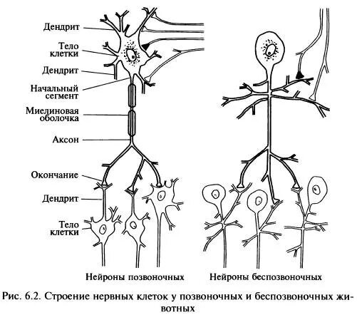 нервная клетка дендриты и аксоны. дендрит это короткий отросток нейрона. классификация нейронов по количеству отростков. нейроны беспозвоночных. аксон дендрит синапс.