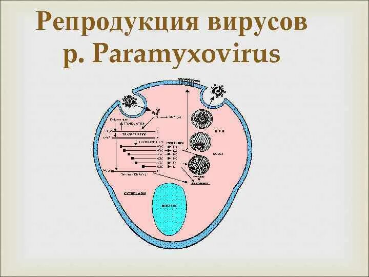 Грипп репродукция