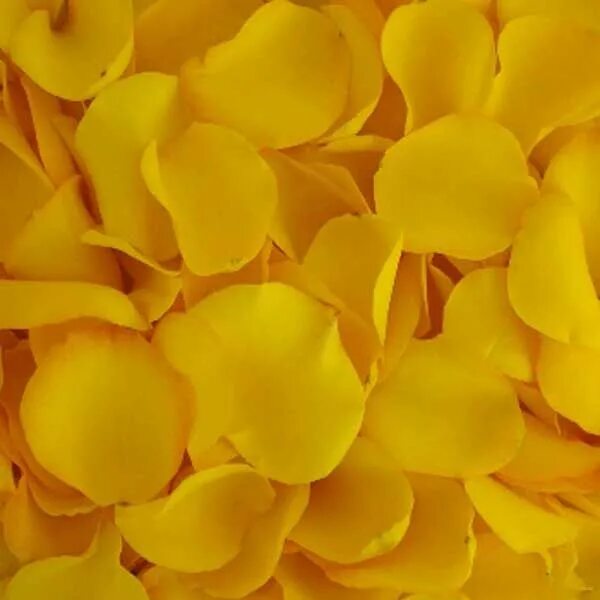 Желтоватые или розовые лепестки. Лепестки роз жёлтые. Желто-оранжевый лепесток. Разбросанные лепестки жёлтых роз. Бело желтые лепестки роз.