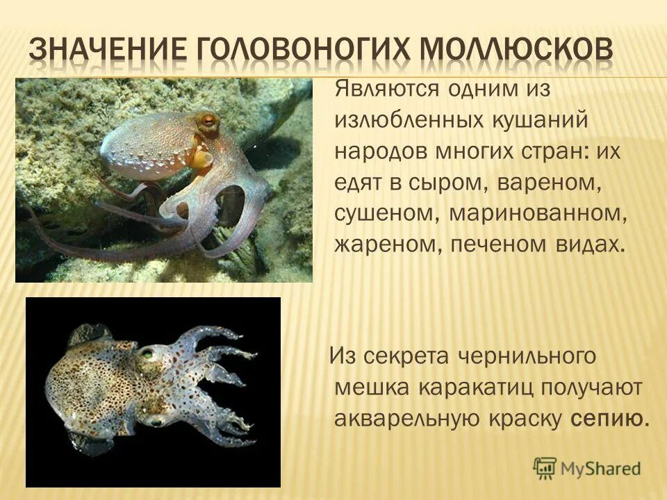 описание сепии. описание сепии 3 класс найди в справочнике. сепии краткое описание. описание сепии 3 класс найди в справочнике. описание сепии 3 класс найди в справочнике.