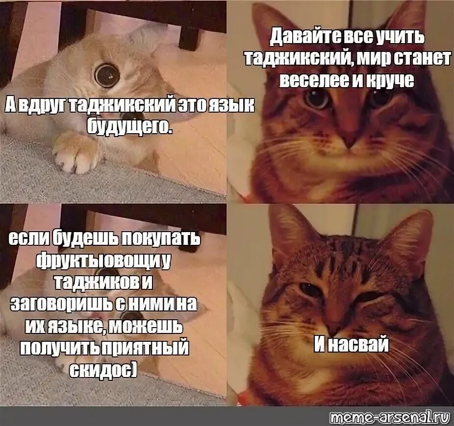 Таджикский котик Мем. Как выучить таджикский