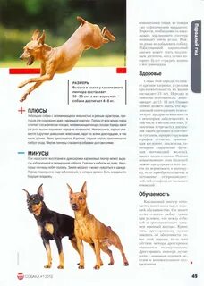 Русский той терьер размеры