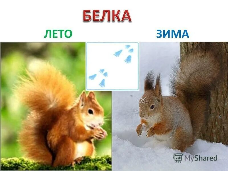 Белка. Белка зимой и летом. Какие животные меняют окраску. Заяц и белка зимой и летом. Белка.