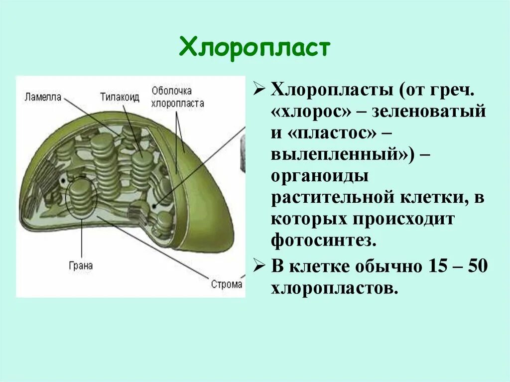 Хлоропласты имеют форму. Строение хлоропласта Ламелла. Строение хлоропластов биология 9. Строение хлоропласта 6 класс биология. Клеточная мембрана хлоропласта.