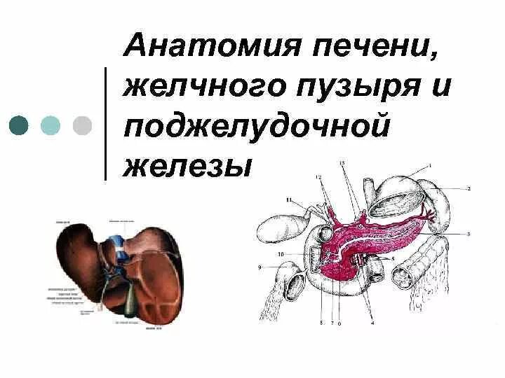 Желудок печень поджелудочная железа желчный пузырь. Строение печени и желчного пузыря. Схема печени и желчного пузыря и поджелудочной железы. Строение желчного пузыря и поджелудочной железы. Печень, желчный пузырь, поджелудочная железа анатомия строение.