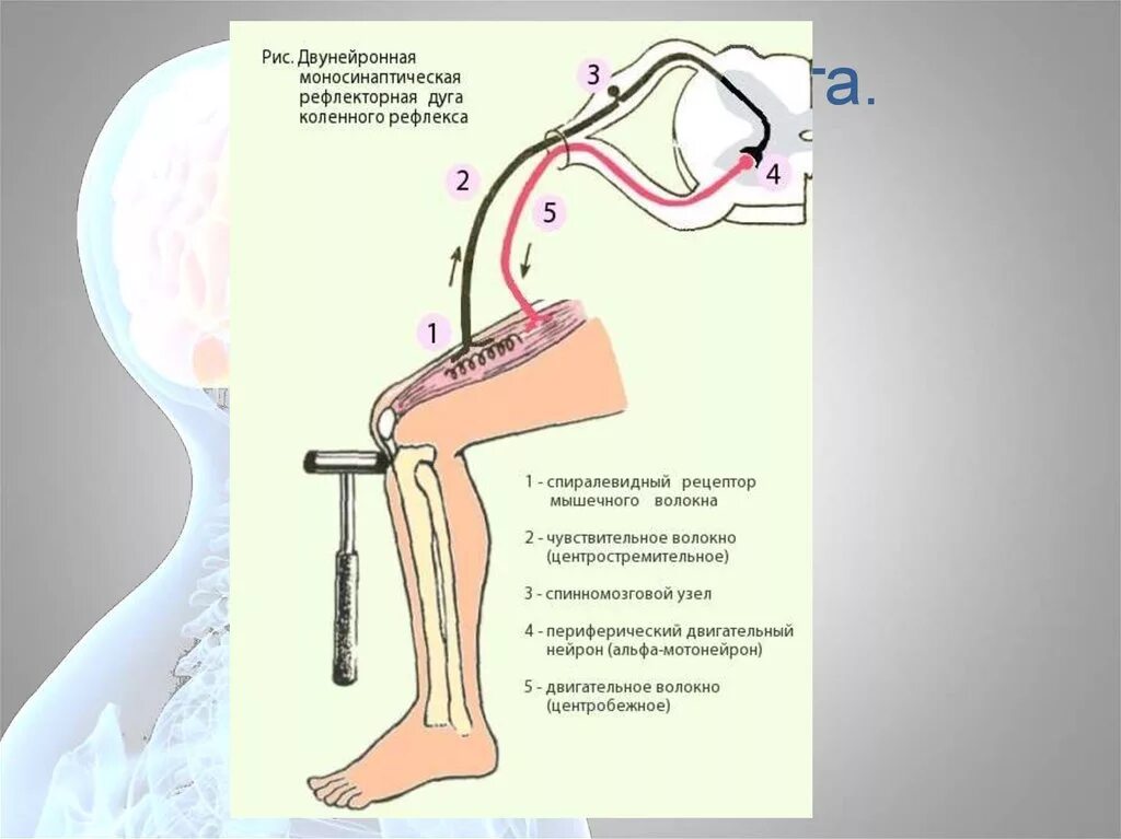 Чувствительное коленного рефлекса. Коленный рефлекс рефлекторная дуга физиология. Моносинаптическая дуга коленного рефлекса. Моносинаптическая рефлекторная дуга коленного рефлекса. Рефлекторная дуга коленного рефлекса биология 8 класс.