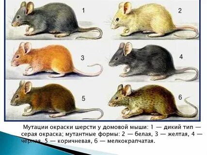 Изменчивость у кошек