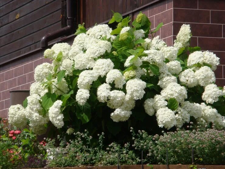 Рододендрон гибридный roseum elegans. Кустовой садовый цветок. Кустовой садовый цветок. Кустовой садовый цветок. Кальмия, будлея, рододендрон, кизильник.