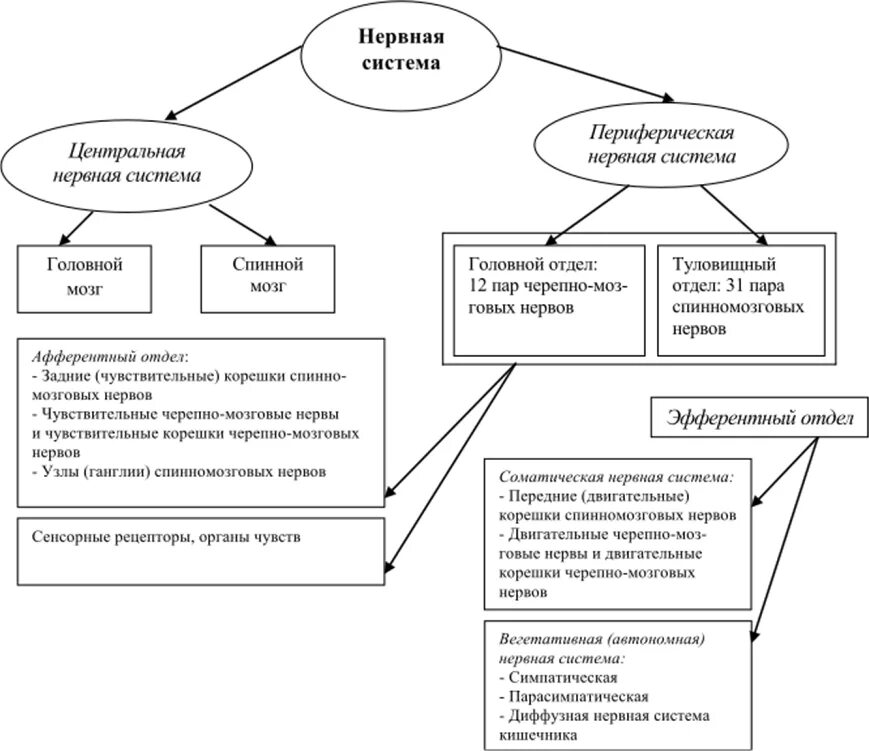 Отделы нервной системы человека таблица. Отделы нервной системы и их функции. Схема отделы нервной системы и их функции. Схема подразделения нервной системы. Подразделения нервной системы