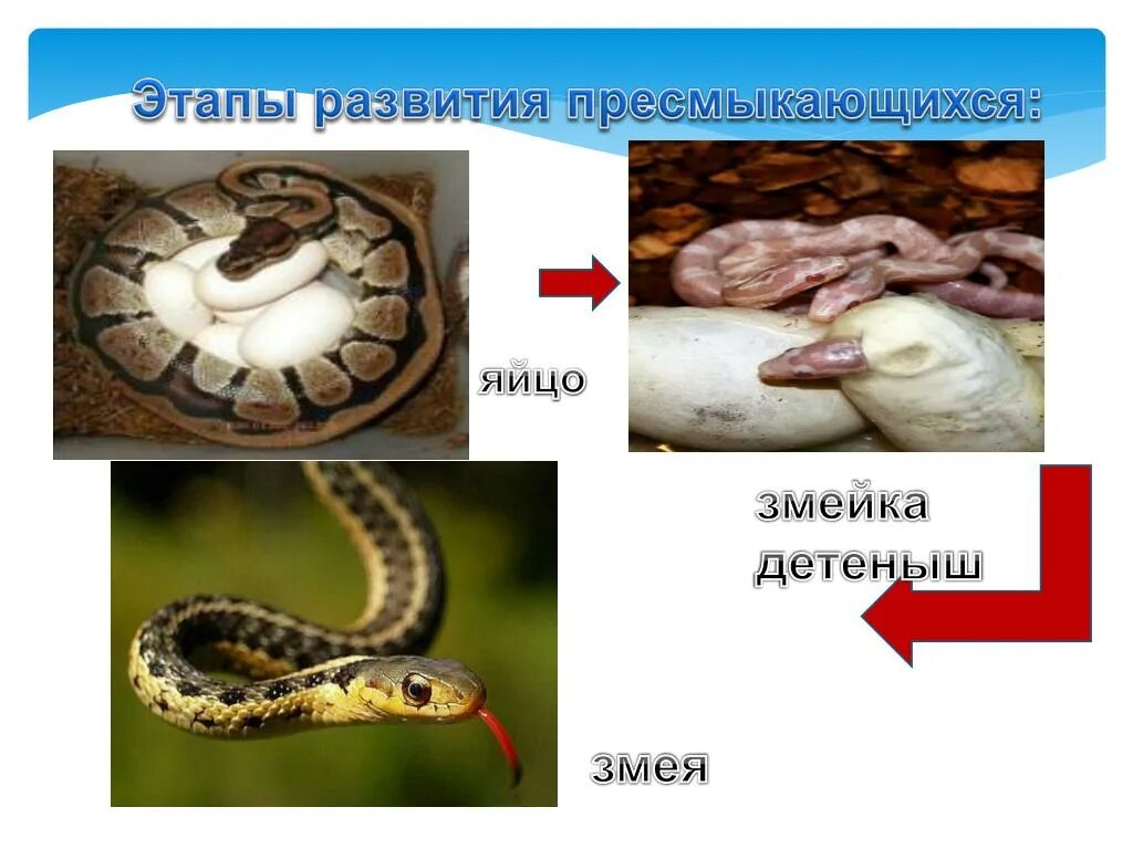Тип оплодотворения у пресмыкающихся. Цикл размножения змей. Развитие размножение рептилий этапы. Размножение пресмыкающихся змеи. Стадии развития змеи.