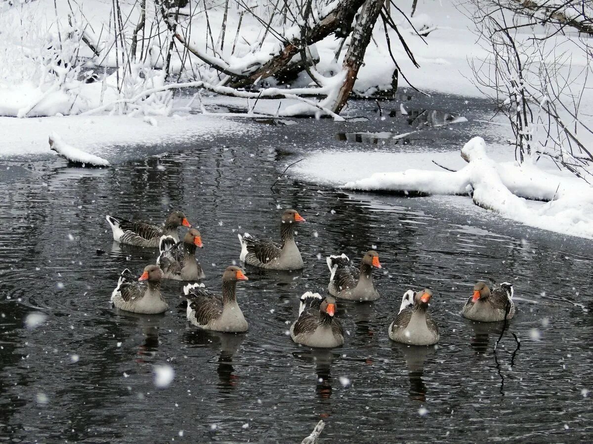 Гусь снежинки. Конверт-мешок argo baby снежок меховой 80 см. Конверт меховой "снежинка" little people. Хрустальные грани танцы. Как сделать снежинку с птичкой.