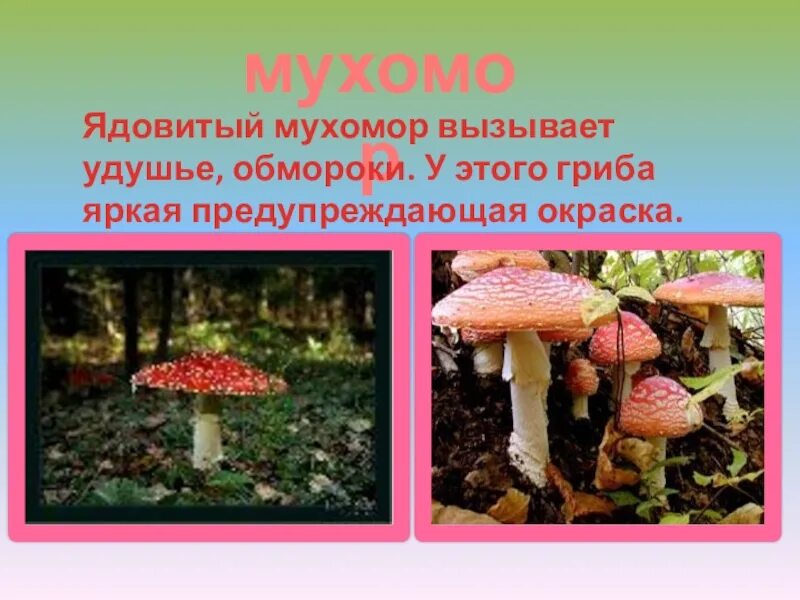Ядовитый гриб красный мухомор 2 класс. Информация о мухоморе. Проект ядовитые грибы. Проект про ядовитых грибов. Проект опасные грибы 2 класс окружающий мир