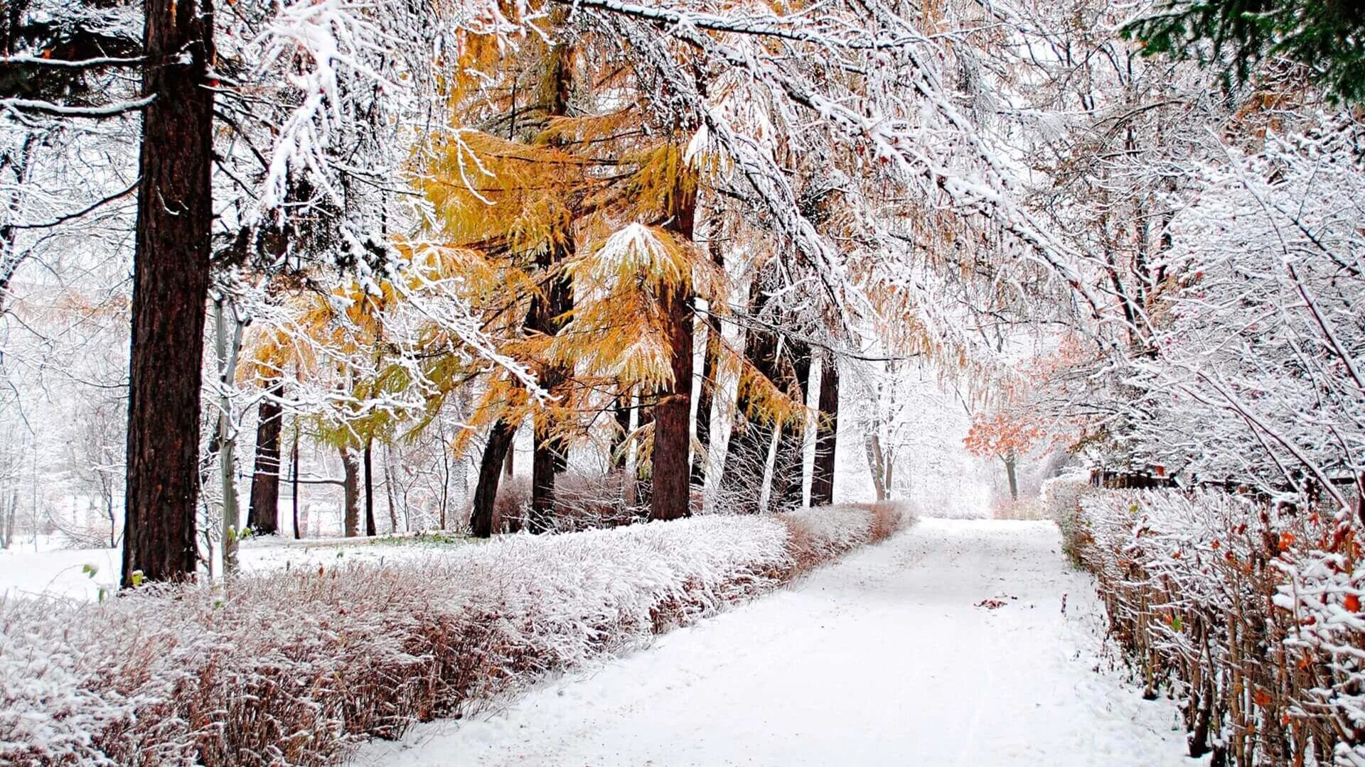 Красивая картинка со снегом. Ранняя зима. Природа ранняя зима. Первый снег. Ноябрь природа.
