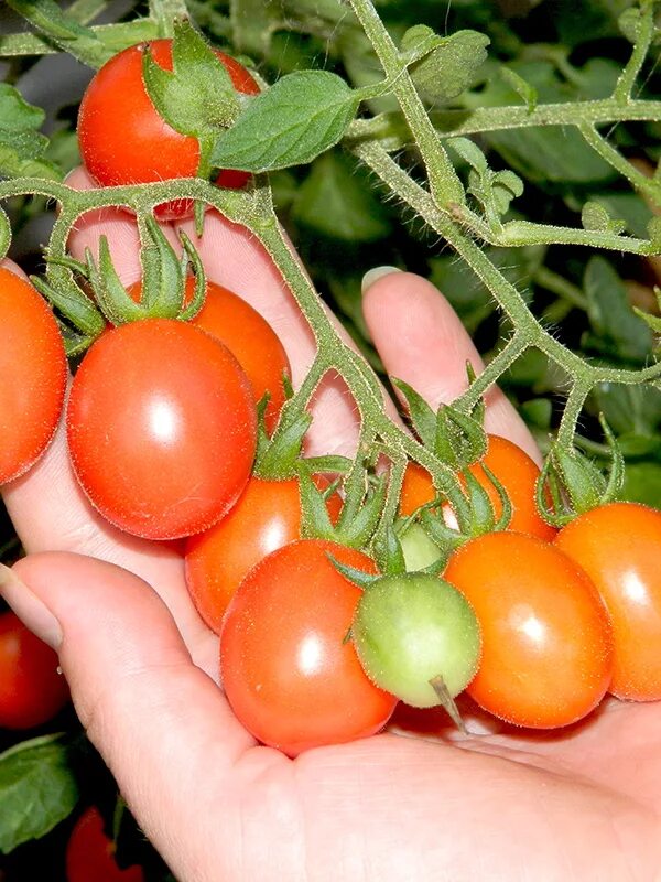 Томат сахар коричневый седек. Томат черри розелла. Сахара помидоры фото. Сорт помидор клюква в сахаре. Сахара помидоры фото.