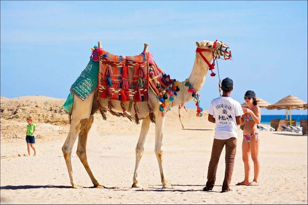 Египет можно ли отдыхать. Египет Хургада верблюд. Египет отель верблюд. Верблюды в Египте. Египет весело.