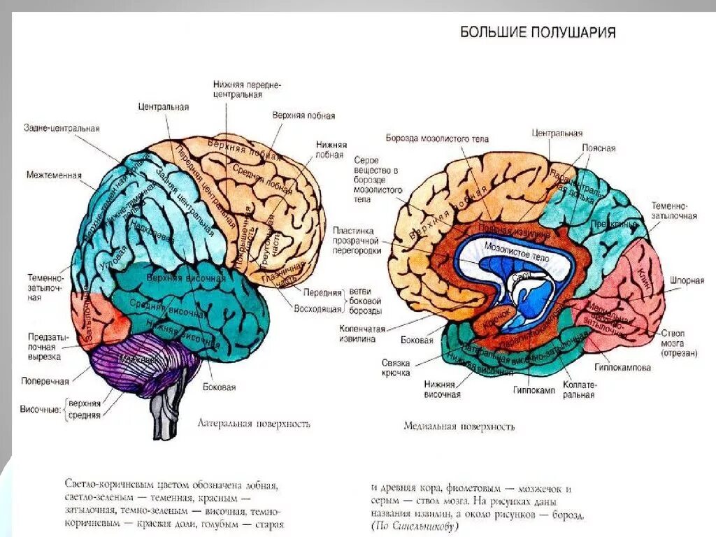 Поверхности коры больших полушарий. Поверхности полушарий. Медиальная и нижняя поверхности полушария большого мозга. Борозды коры больших полушарий.