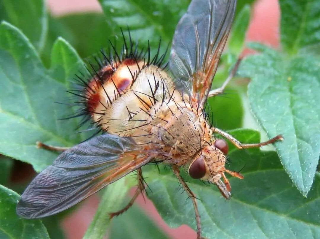 Муха тахина. Тахины Ежемухи Tachinidae. Муха тахина насекомое. Мухи тахины личинки.