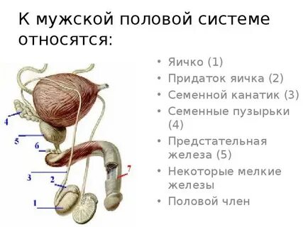 Yapon modellari rasmlar