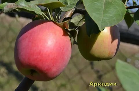 Сорт яблони аркадик