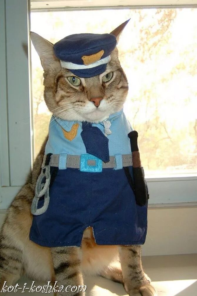 Кот сторож. Котик в костюме. Костюм полицейский для кота. Котик в костюме полицейского. Кот в форме.