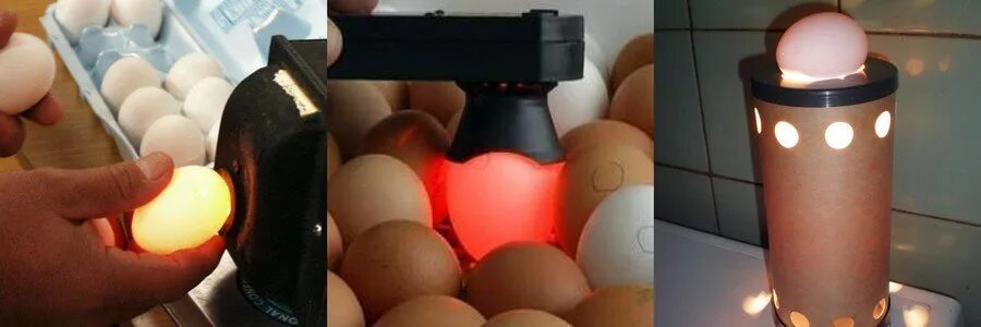 Проверить яйца без овоскопа