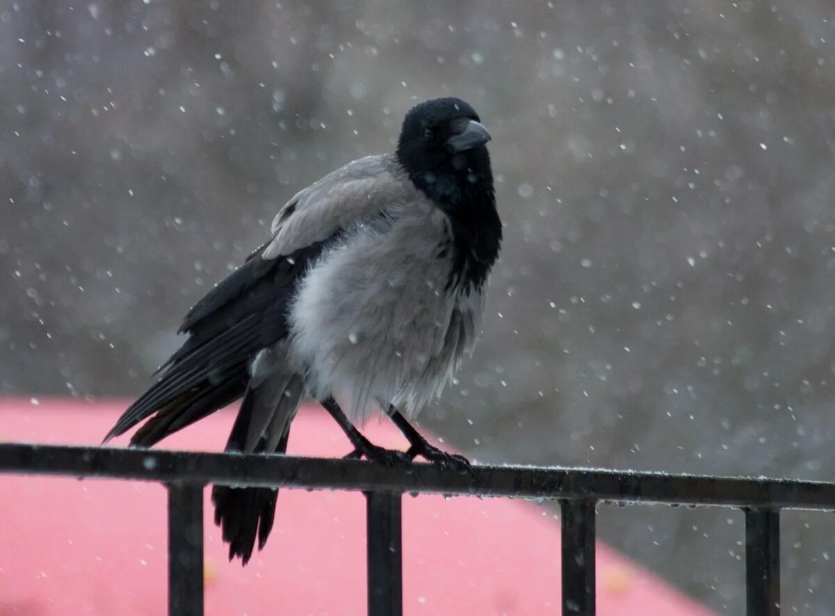 Ворон метель. Ворона накаркала. ворона городская. городские вороны. зимние вороны.