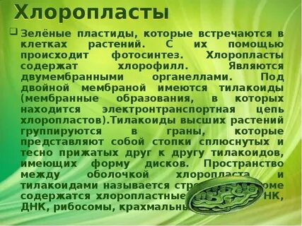 В хлоропластах содержится зеленый пигмент
