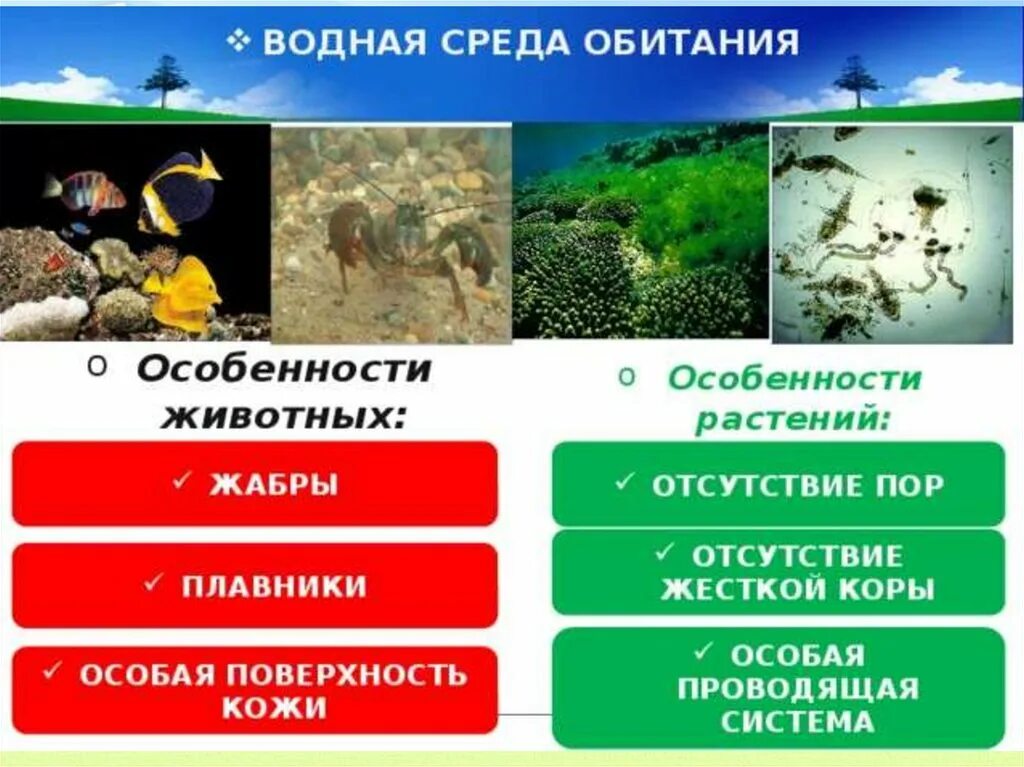 Ресурсы среды обитания 5. Водная среда характеристика таблица 9 класс. Водная среда обитания характеристика. Свойства водной среды обитания 5. Особеноси воднрй среды обитан я.