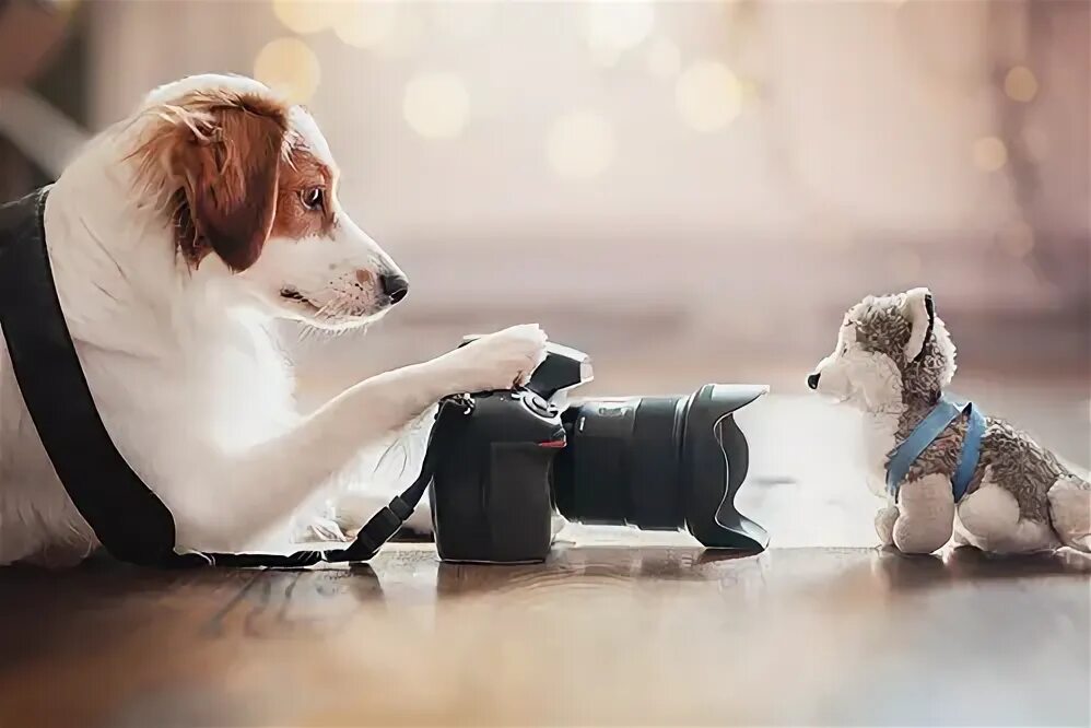 Не повторяйте такое никогда... Funny animals, Pets, Funny dogs