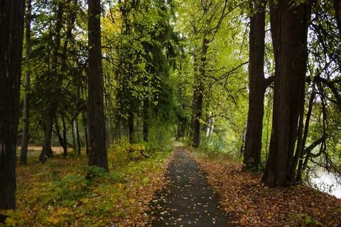 Красногорском лесу