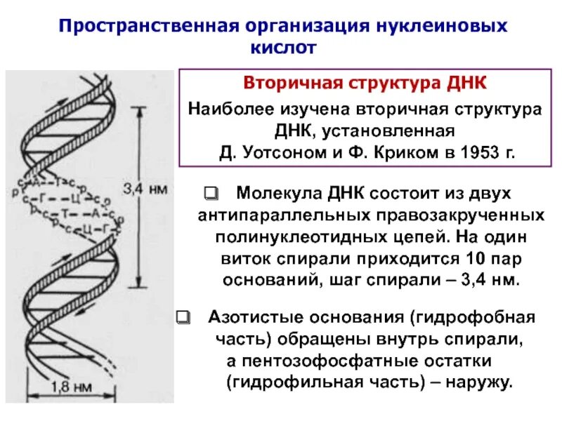 Молекула днк вторичная структура. Вторичная структура днк модель уотсона и крика. вторичная структура днк уотсон и крик. вторичная структура днк биохимия формула. структура днк уотсон и крик.