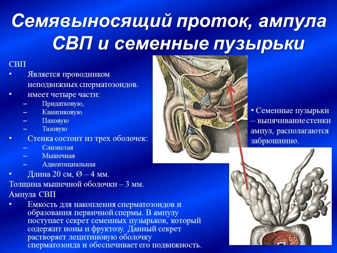 Как устроена мужская половая система где происходит. Семявыносящий проток и проток. Семявыносящий проток и семенные пузырьки. Мужская половая система семенные пузырьки. Семявыносящий проток анатомия части.