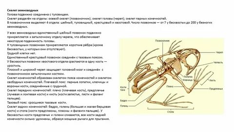 Опорно двигательная система земноводных