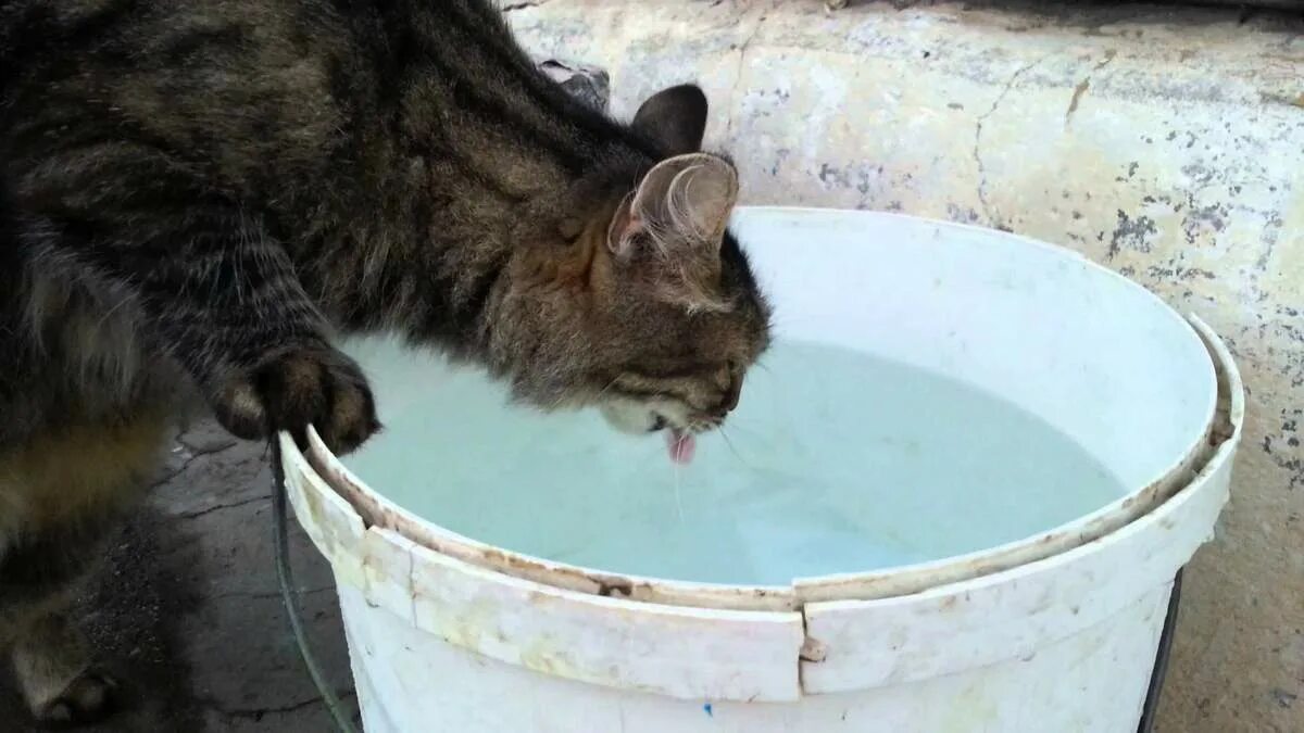 Кошка пьет из миски. Кот пьет воду из миски. Миска с водой. Котенок пьет воду.