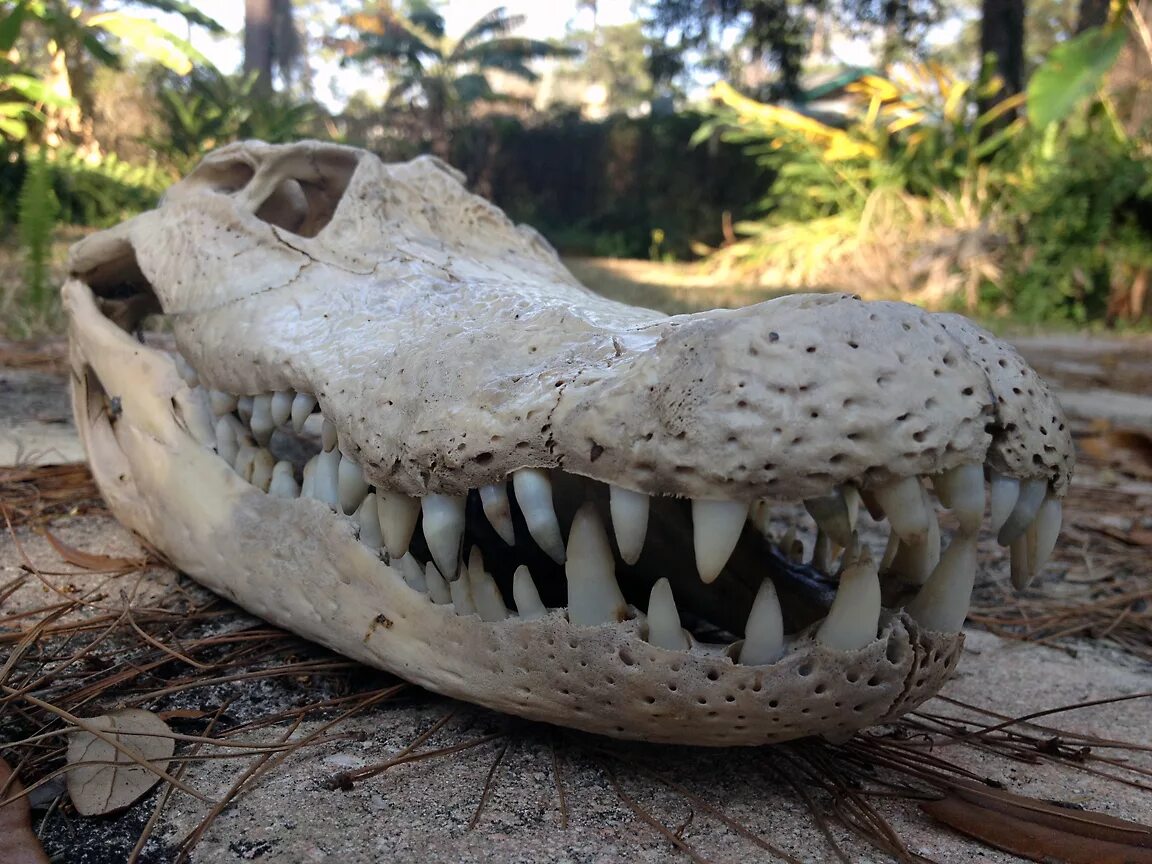 Челюсть рептилий. Гребнистый крокодил скелет. Череп гребнистого крокодила. Аллозавр зубы. Череп нильского крокодила.