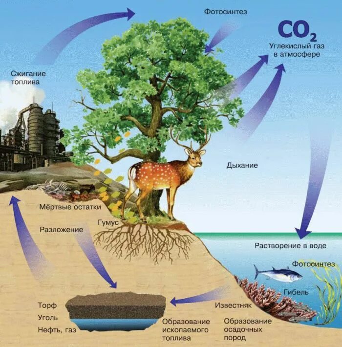 Атмосферная экосистема. Круговорот азота в природе 9 класс. Общая схема биогеохимических циклов. Иофера жива оолока зели. Атмосферная экосистема.