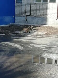 По двору бегали