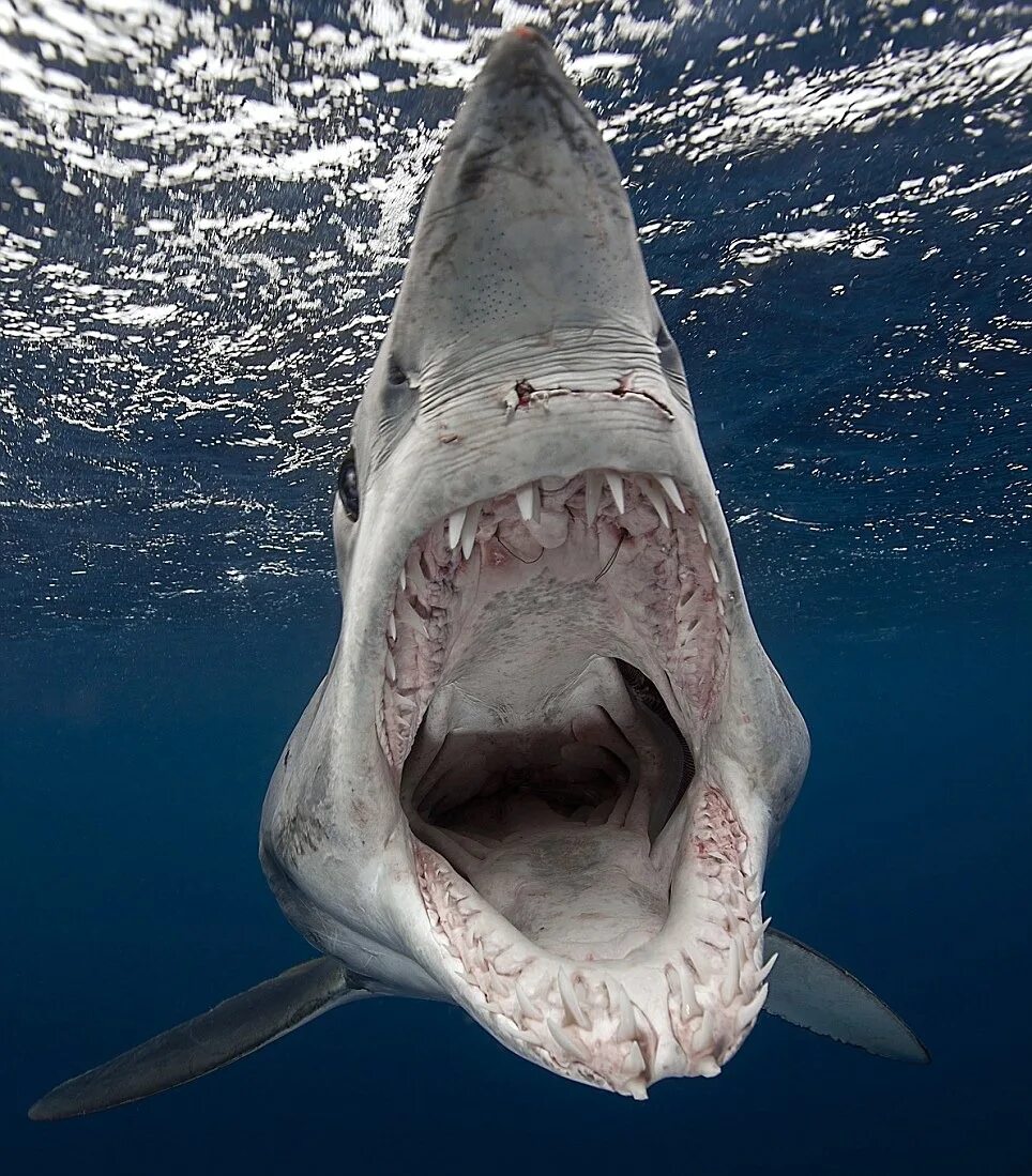 Big shark. Акула мако. Акула мако Шарк. Isurus oxyrinchus акула мако. Серо голубая акула мако.