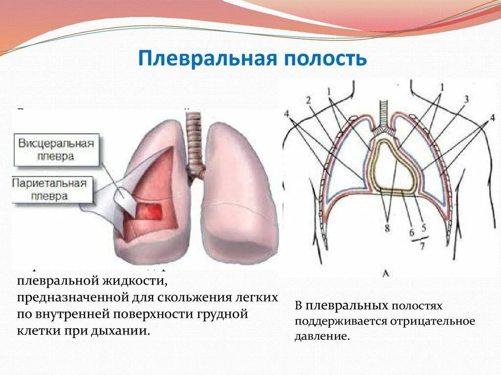 Внутреннее пространство легких. Плевральная полость легкого анатомия. строение легких легочная плевра. плевральные синусы анатомия. строение легких плевра плевральная полость.