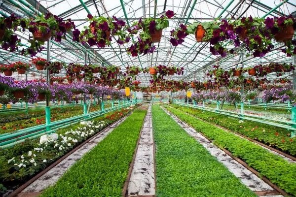 Огурцы совхоз московский. Совхоз горьковский нижний новгород цветы. Садовый центр агрокомбинат горьковский, нижний новгород. Агрокомбинат горьковский нижний новгород. Садовый центр агрокомбинат горьковский, нижний новгород.