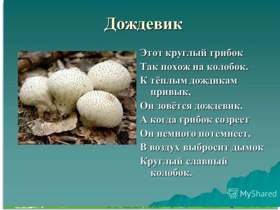 Грибы дождевики съедобные как готовить описание CoffMachines.ru