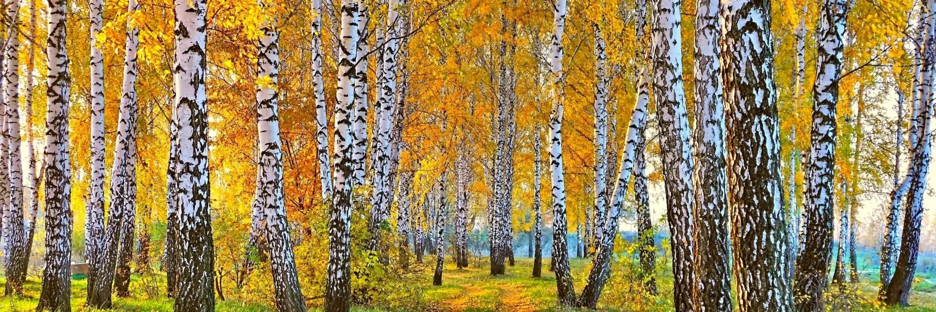 Осенний лес. Береза осень. Береза осень. Осень красит золотом рощи и леса. Отговорила роща золотая есенин.
