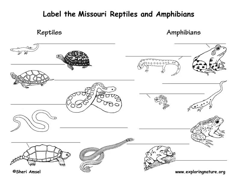 Reptiles mammals. Земноводные и пресмыкающиеся раскраска для детей. Mammals, Reptiles and Amphibians. Mammals and Reptiles Worksheets for Kids. Amphibian Worksheets for Kids.