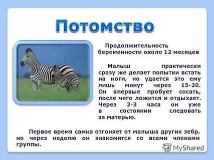 Сколько весит зебра