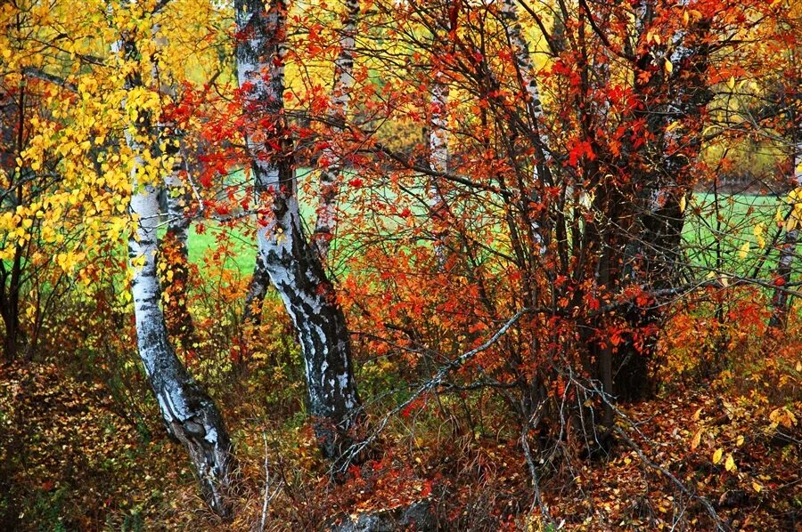 Калина береза. Осина лесная. Осенний лес. Осень поселок осиновая роща. Рябина в осеннем лесу.